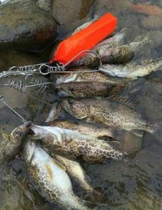 海釣鱸魚的三種釣法分享