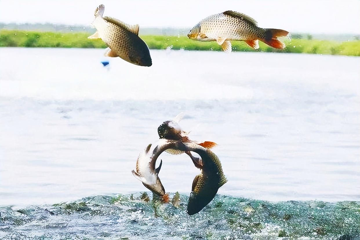 釣魚中的十個冷知識，出乎意外又在意料中，你體驗過幾個？