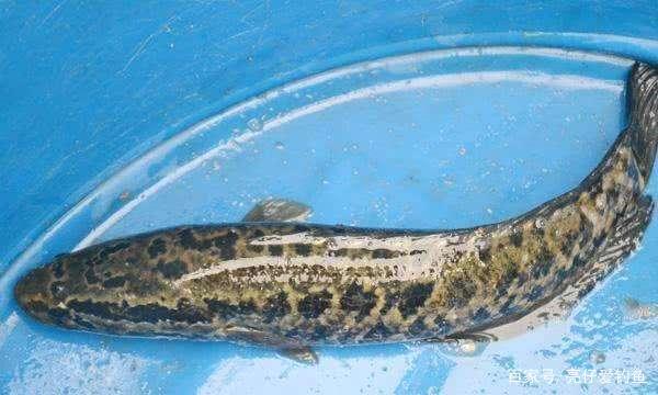 黑魚難釣？那是你沒有掌握正確的垂釣方法！詳解如何垂釣黑魚！