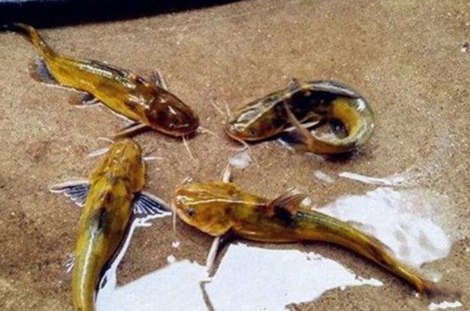 不是我吹，用這餌垂釣黃顙魚，比蚯蚓更干凈，比蝦米更省錢！