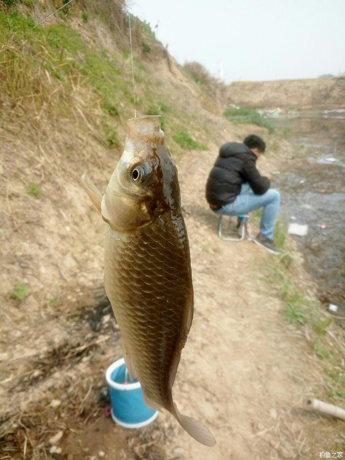 釣鯽魚7種情況口重，7種情況口輕，掌握它，不會放過輕口魚