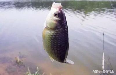 今天介紹七種野釣的餌料在秋季穩穩當當的釣大魚