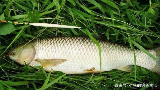 「野釣」怎么釣草魚？