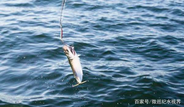 海釣黑鯛，全游動找底，學會三點讓你一目了然