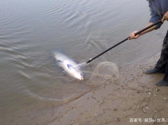 夏季想要釣大青魚，你需要知道這幾點，現在學習正合適