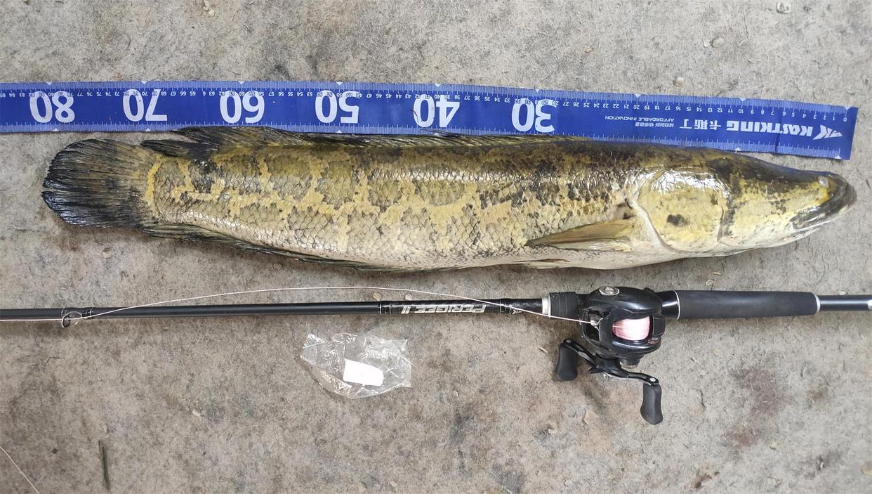 冬季也能釣上黑魚？南方網友認為可以！