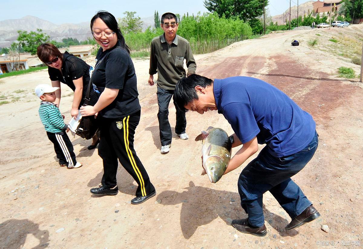 魚塘里的草魚為什么總是不上鉤？