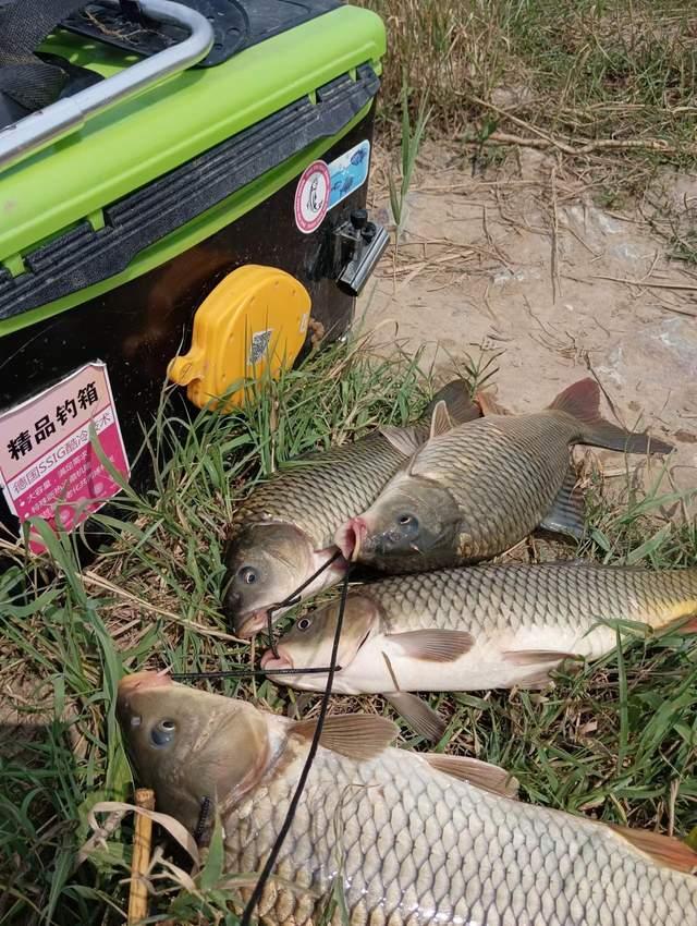 仲春野釣鯉魚攻略，藏身之地暴露，個體都不小