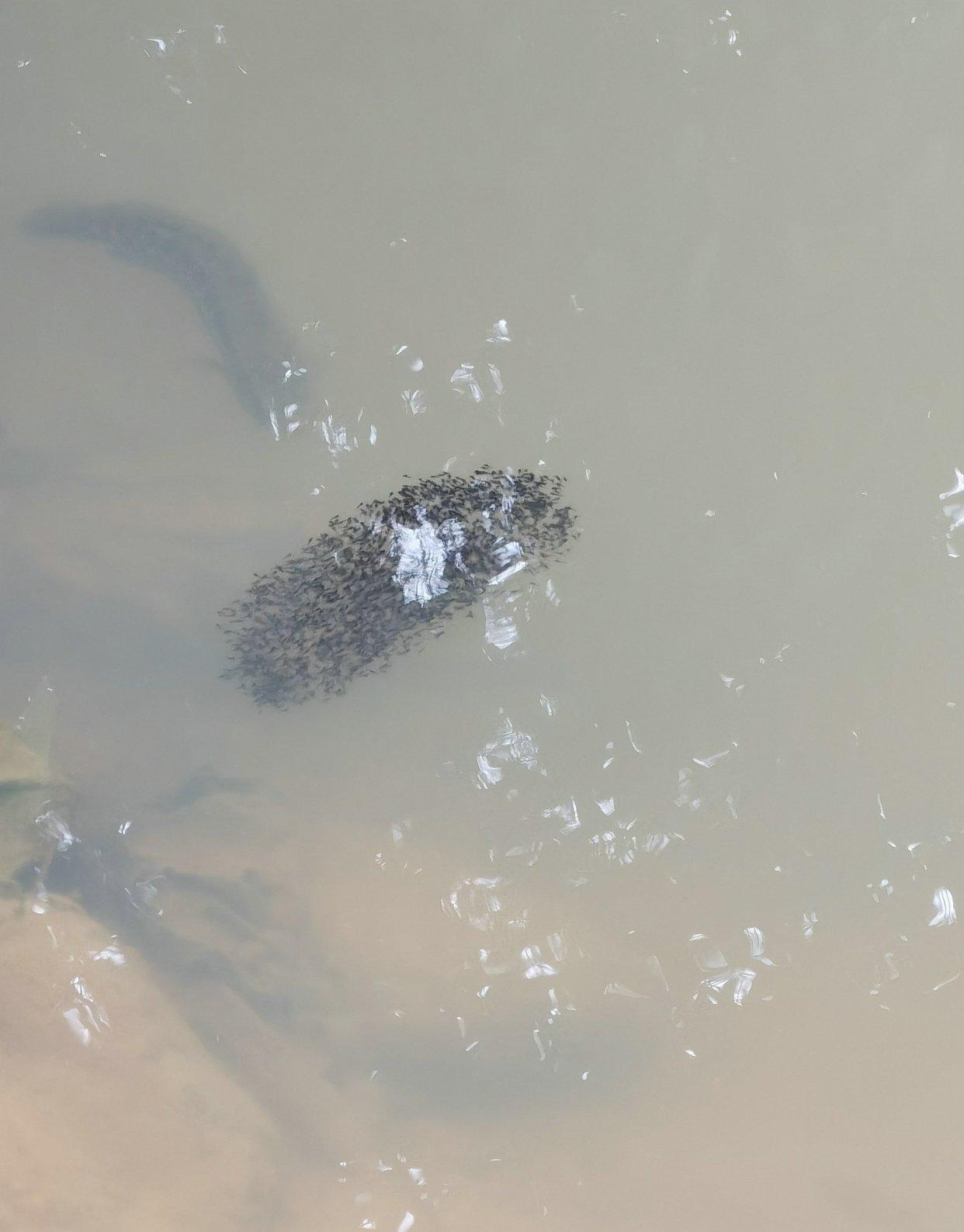 碰到大黑魚不釣？釣魚人：它們在護仔，網友：其實大魚會吃光小魚