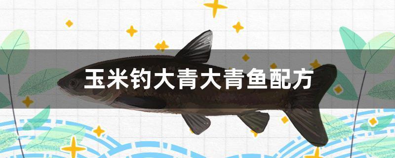 玉米釣大青大青魚配方