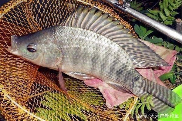 秋季釣羅非，常用這些狠招數，漁獲猛增，釣一次爽一次
