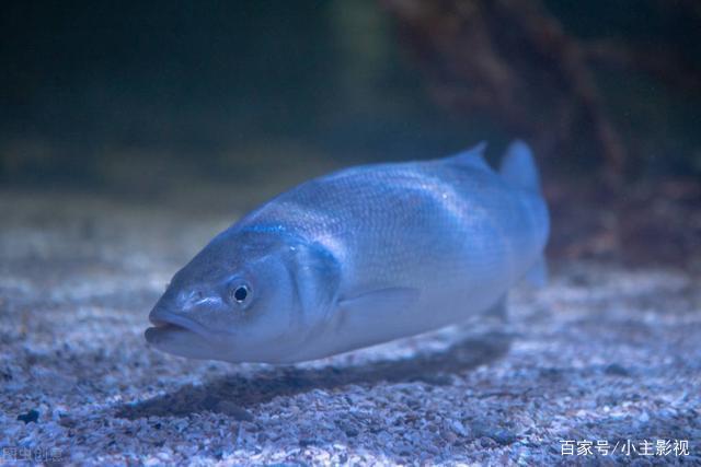 清明后鯉魚狂口，記住4個“核心套路”，讓你輕松釣上大鯉魚