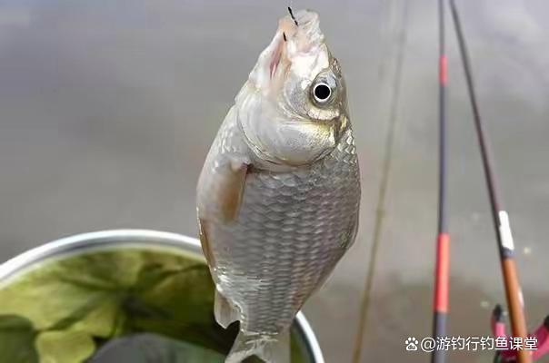 野外釣魚子線長短如何選擇？一定要根據我們的魚情去決定