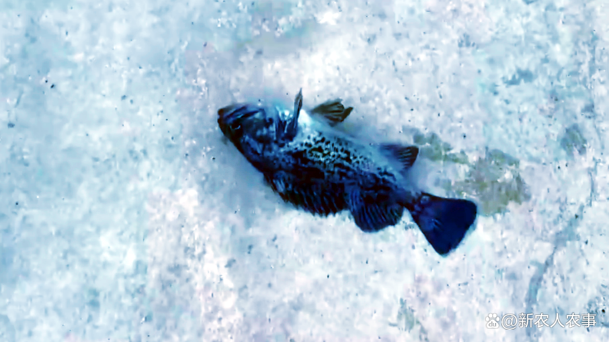 男子釣魚玩出了新花樣，站在橋上利用排水口海釣，一次收獲30條魚