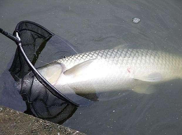 釣草魚，唯獨這餌料和釣法才最好（建議收藏）