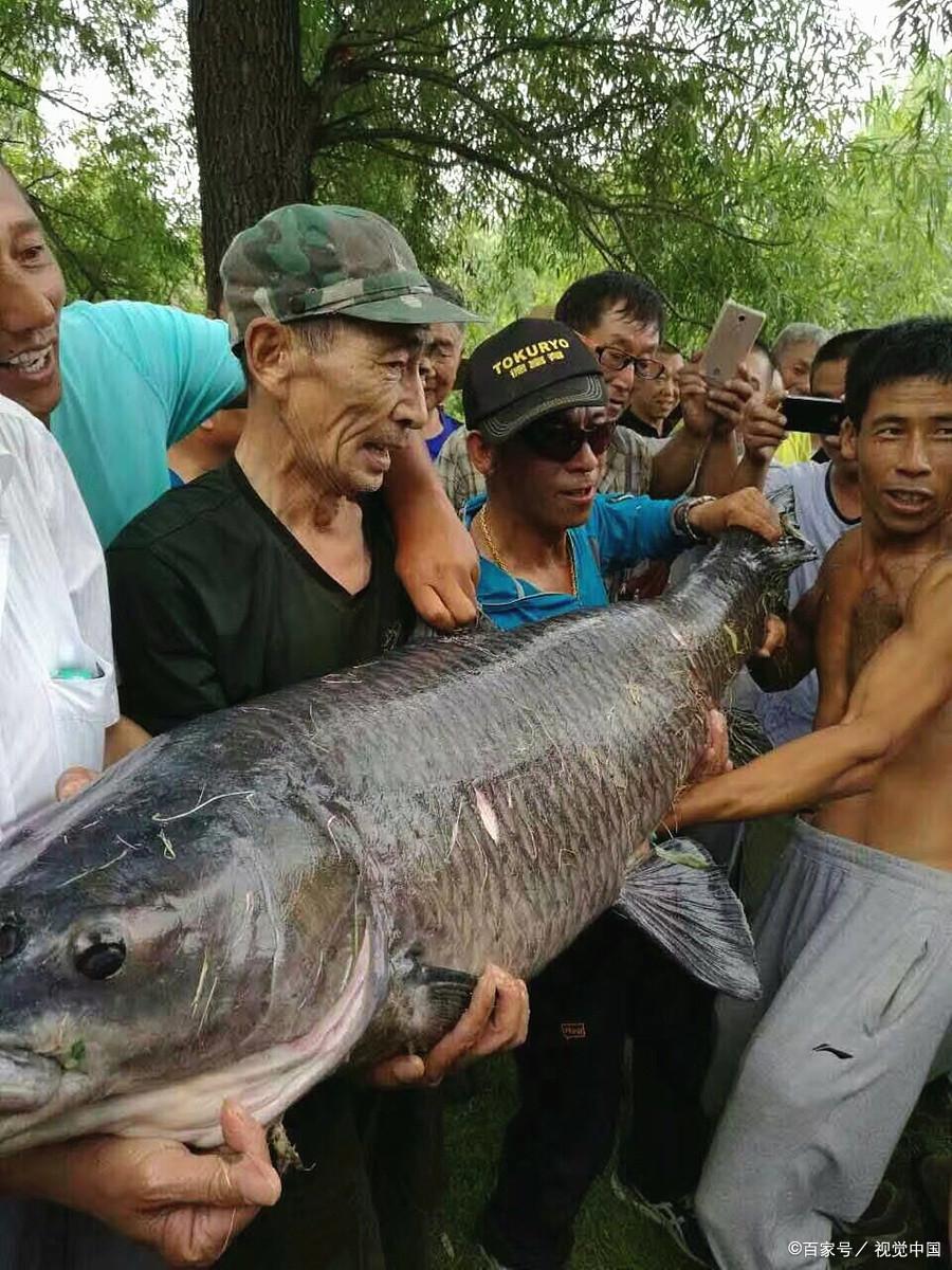 針對不同魚類的打窩秘笈；誘的來、留的住，不怕大魚不上鉤