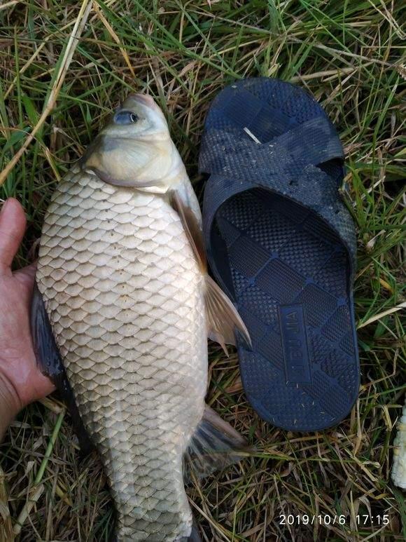 夏季野釣大鯽魚攻略，大小水域都能釣，釣位深度要找好