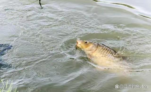 釣的魚種不同，浮漂也有乾坤
