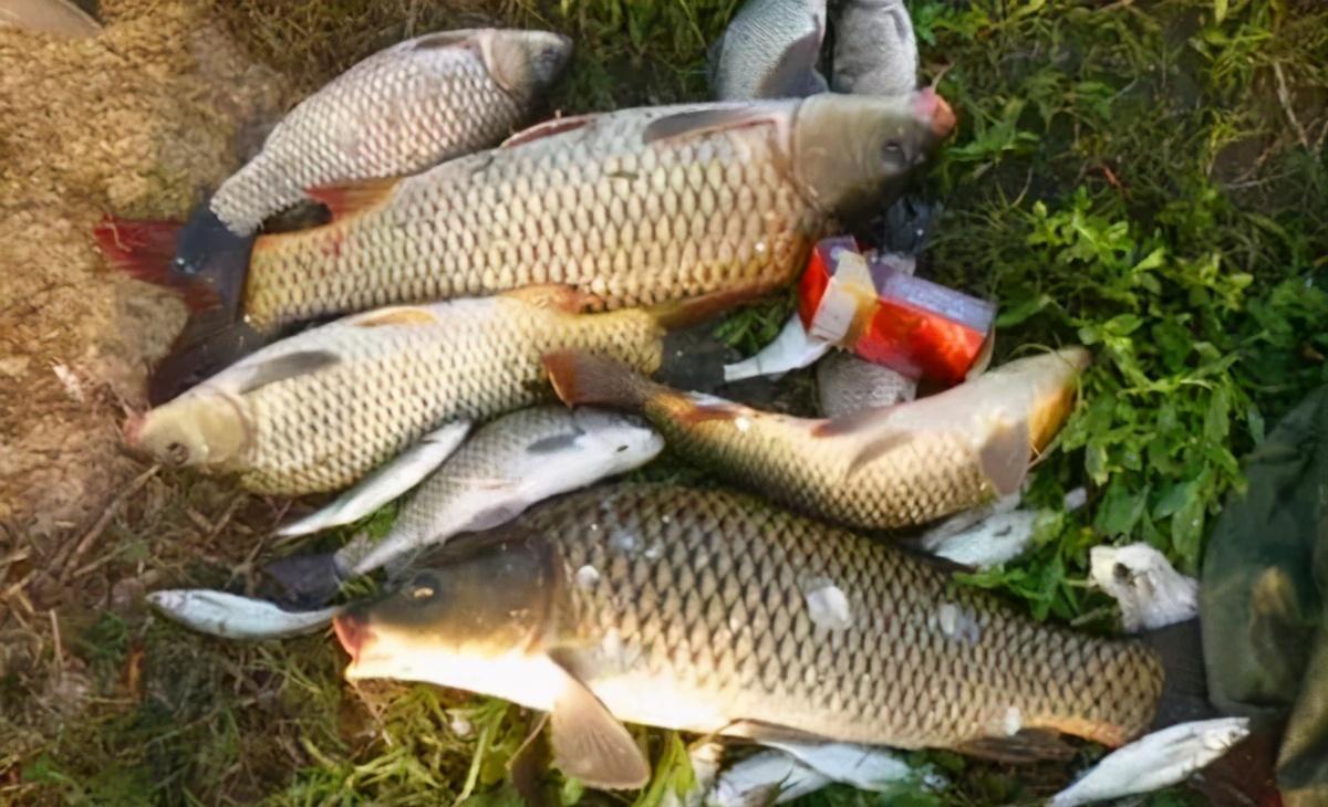 春季手竿釣鯉魚，核心技巧有3個，熟練掌握，釣鯉魚不是難事