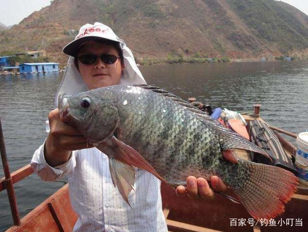 高手教你垂釣羅非魚，了解生活習性找準位置，收獲滿滿