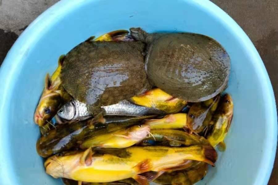 頭一次用這黃骨魚釣法就過癮，不吹不黑，五十歲老釣手都羨慕不已