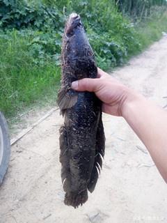 夏季 手竿釣黑魚方法二