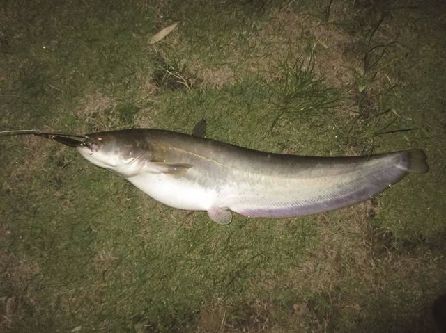 技術控看這里！路亞鲇魚技巧大全