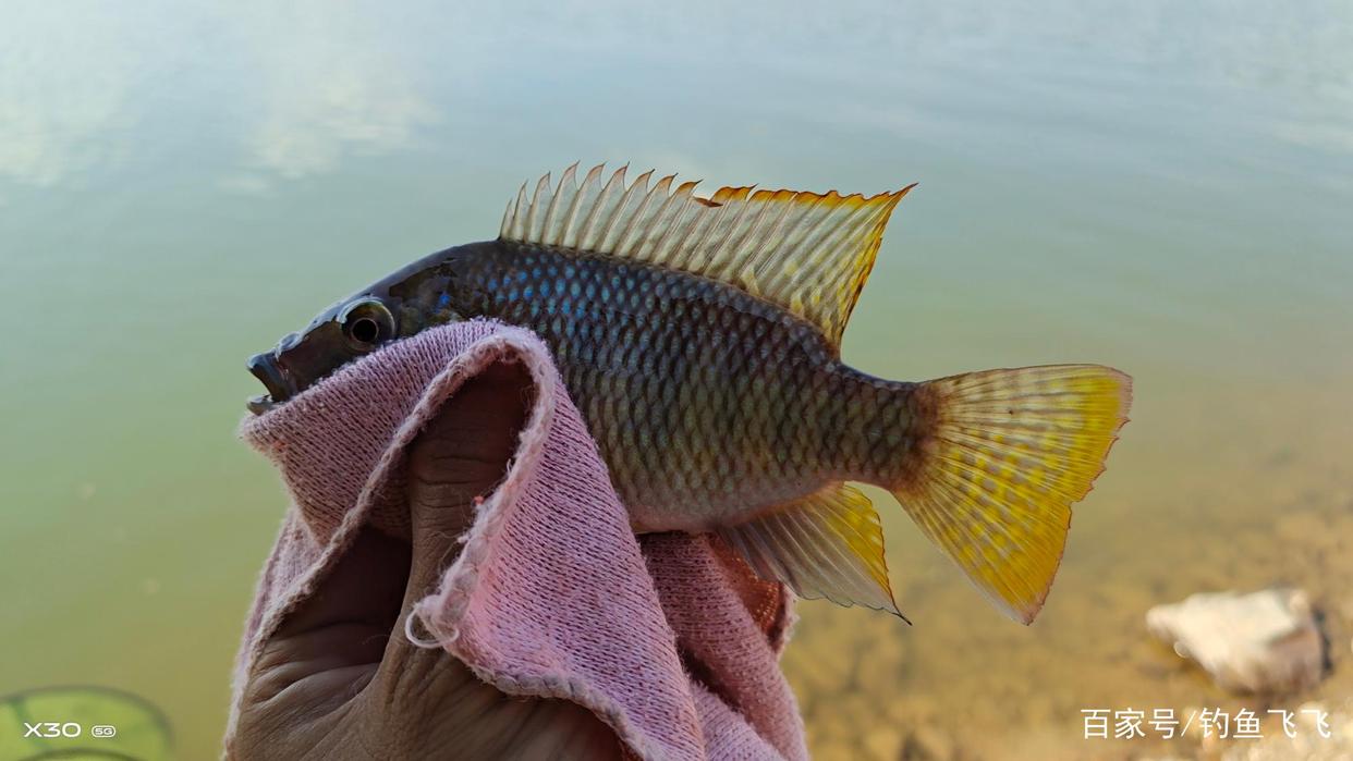 大羅非魚為什么深受南方釣友喜愛？懂得搭配漁具就能釣到！