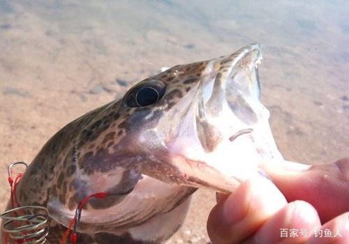 二十年野釣經驗分享，春季野釣鱖魚的選餌作釣技巧