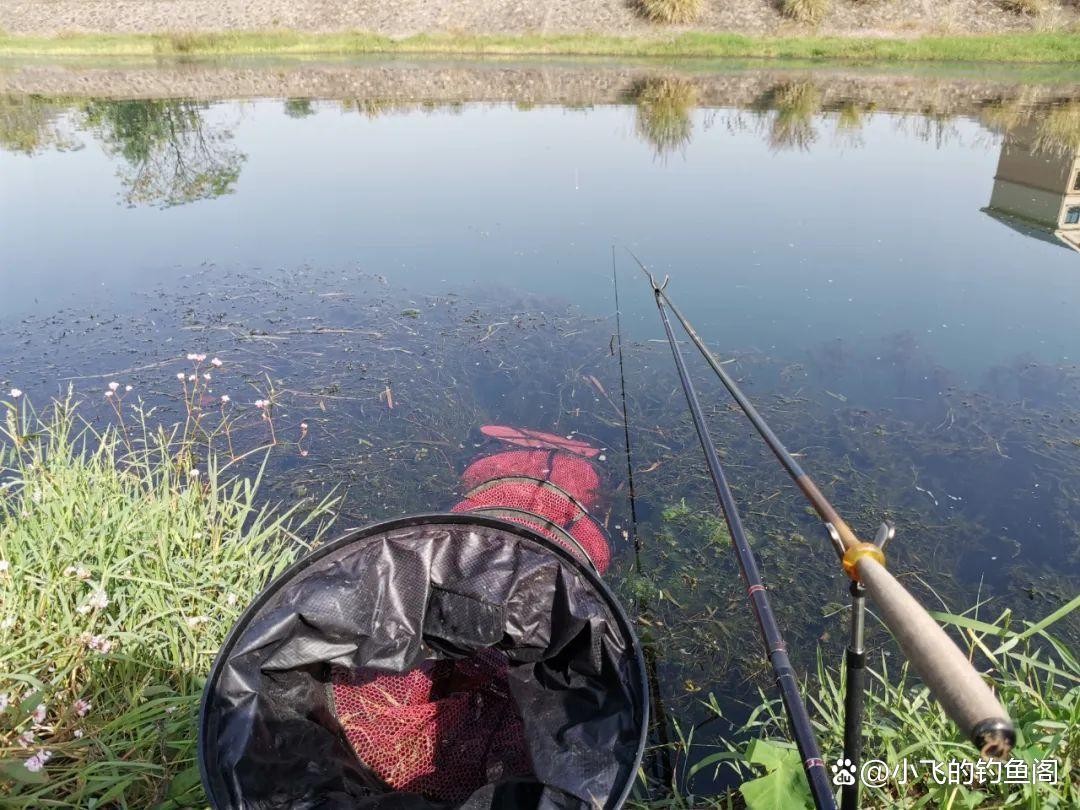 釣鯽魚之“竿線漂鉤餌”的選擇，看似簡單，其實非常影響魚獲