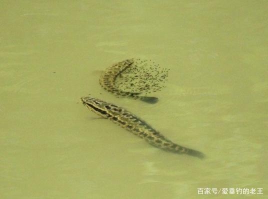 黑魚這樣釣才過癮！一晚上釣上18條黑魚