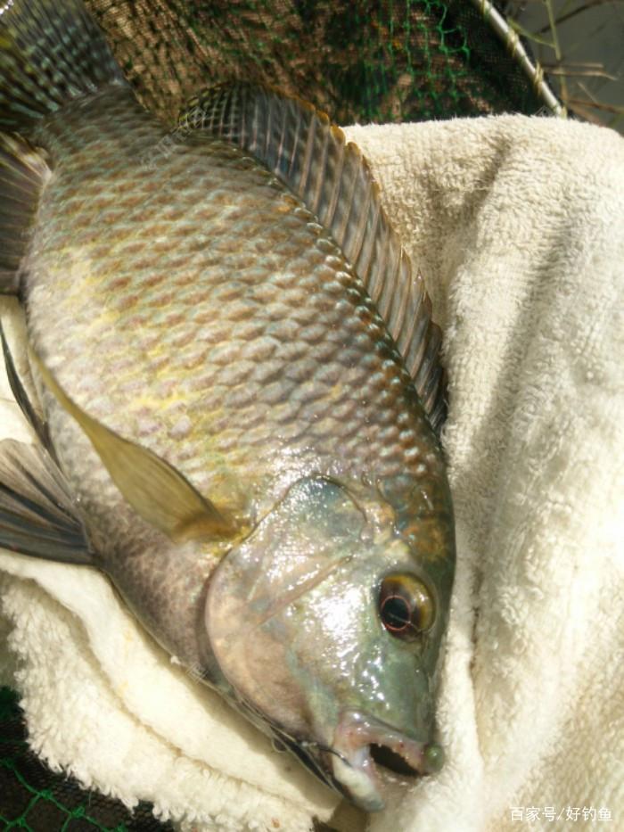 探討一下羅非魚的生活習性與覓食情況及對應的作釣技巧