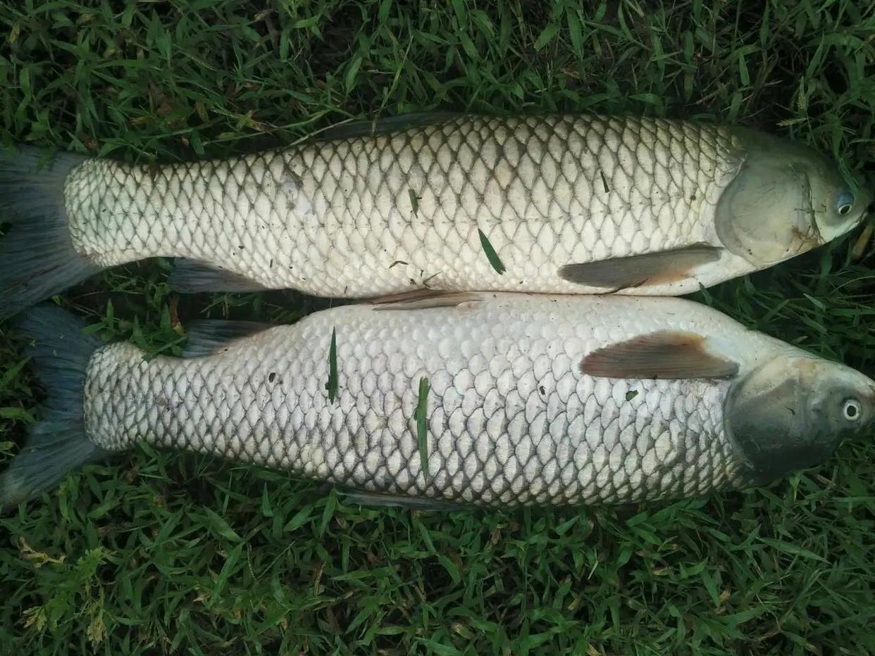 野釣草魚草魚并不難，幾種簡單的釣法即可輕松釣獲