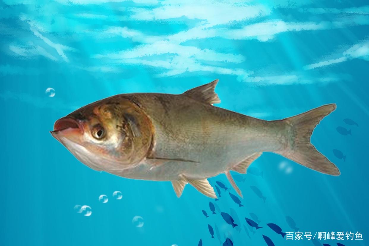 新手想要釣到鰱鳙，而不是錨到它，該怎么辦？基礎教你如何正確釣