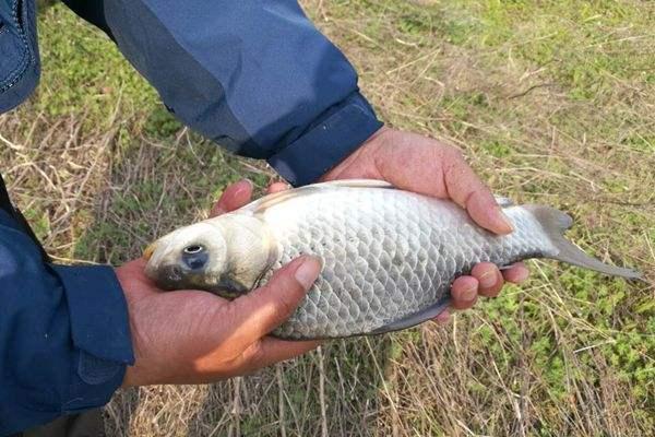 夏季釣鯽魚，有三類釣位需要避開，釣魚新手一定要多看看