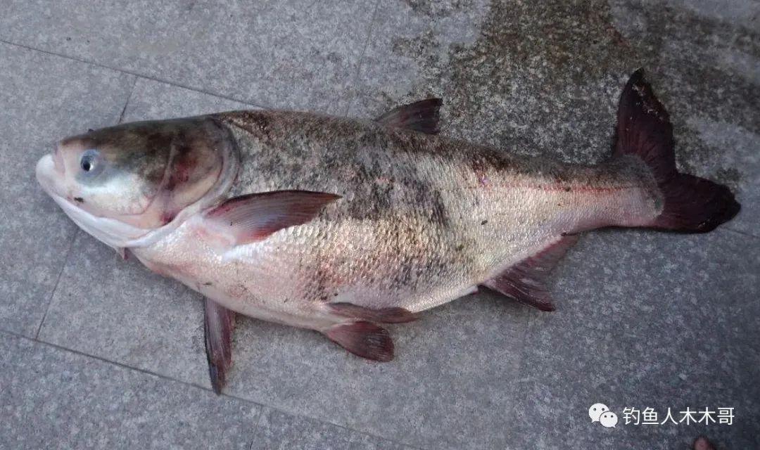鰱鳙魚吃餌的6個漂相，不論釣底還是釣浮，都應及時提竿