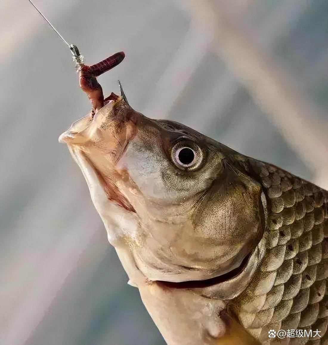 秋冬野釣鯽魚該用多大的線組，今天全都告訴你