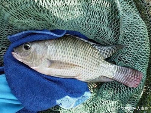 南方水域多羅非魚，野釣這4招必中羅非魚，夏季野釣羅非魚4大技巧