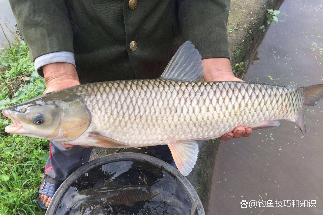 釣草魚的4個秘訣，選餌、誘魚、促食和留魚，四招必殺技