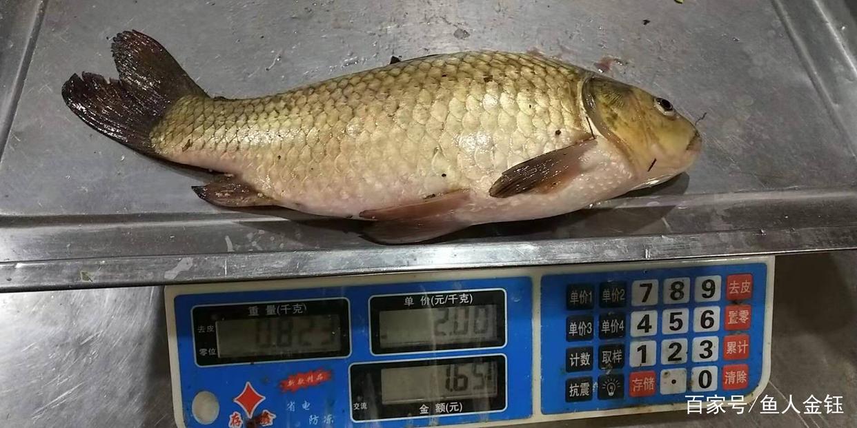 干貨滿滿，什么時候釣鯽魚，這幾月份釣鯽魚，保證你漁獲不要太好