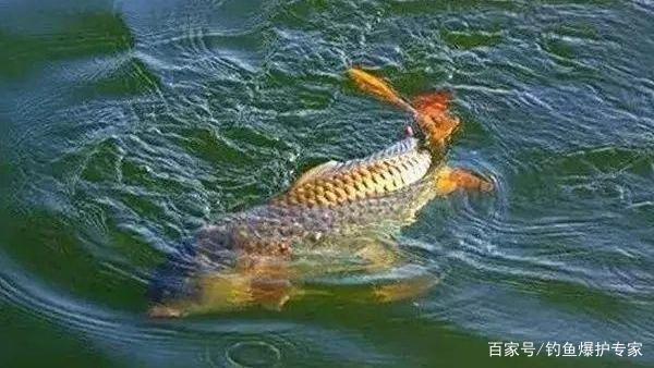釣鯉魚選什么釣位最好？高手教你2大技巧！
