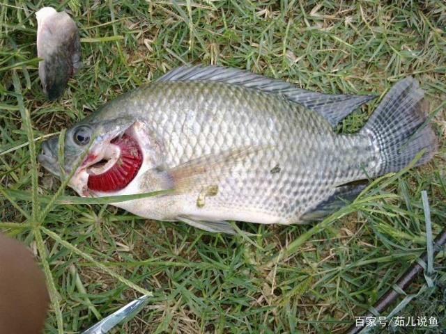 在夏季垂釣羅非魚的釣法分享，掌握這些小技巧，都能釣的很過癮