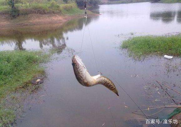 跟我學釣黑魚：選用這樣的餌料與釣法，再兇猛的黑魚也得乖乖上鉤