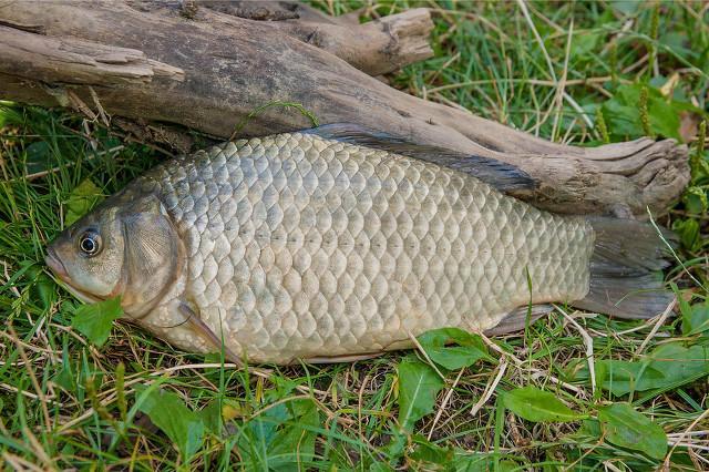 夜釣鯽魚需要注意一些技巧和方法