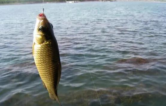 釣鯽魚最好的時間，遵循這些“野釣老規矩”，新手也能連竿