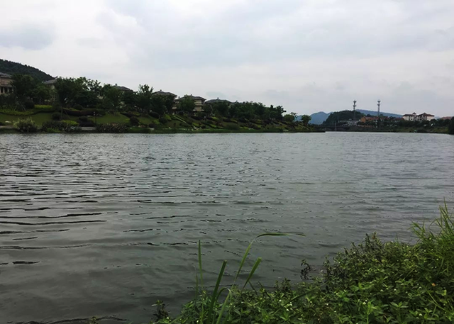 春末釣鯉魚，釣位選擇的必備技巧，做好了才能有收獲
