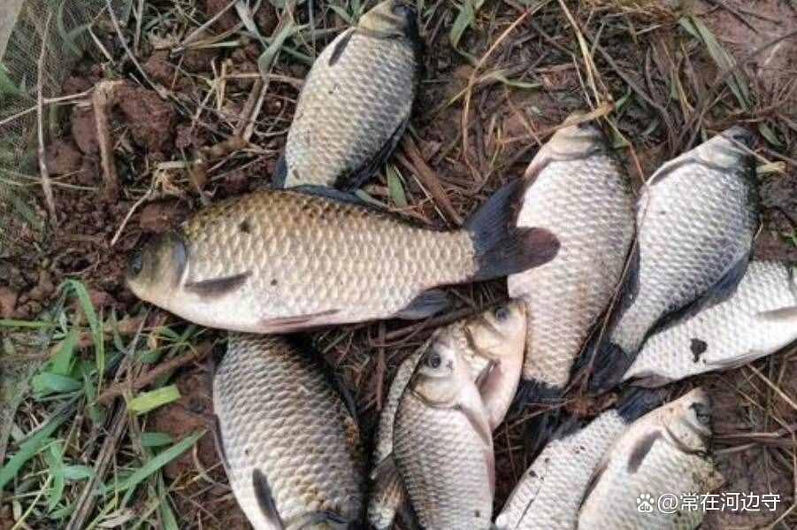 春季釣鯽魚這樣選位更快找到魚群提升爆護概率