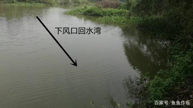 淺談如何野釣大草魚？深度分析草魚習性，掌握關鍵要點