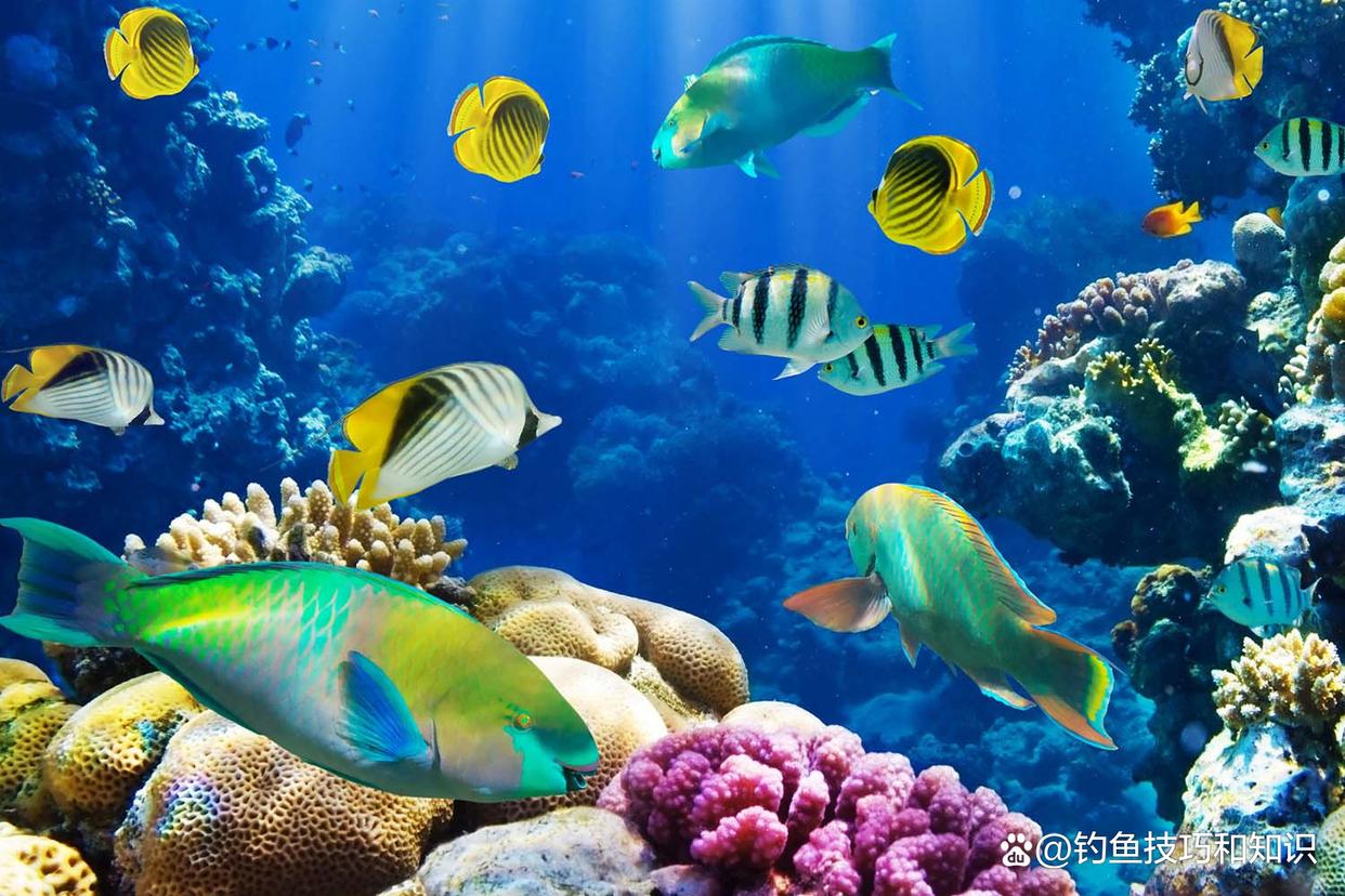 海釣誘魚的4個要領，增加海釣魚獲的關鍵
