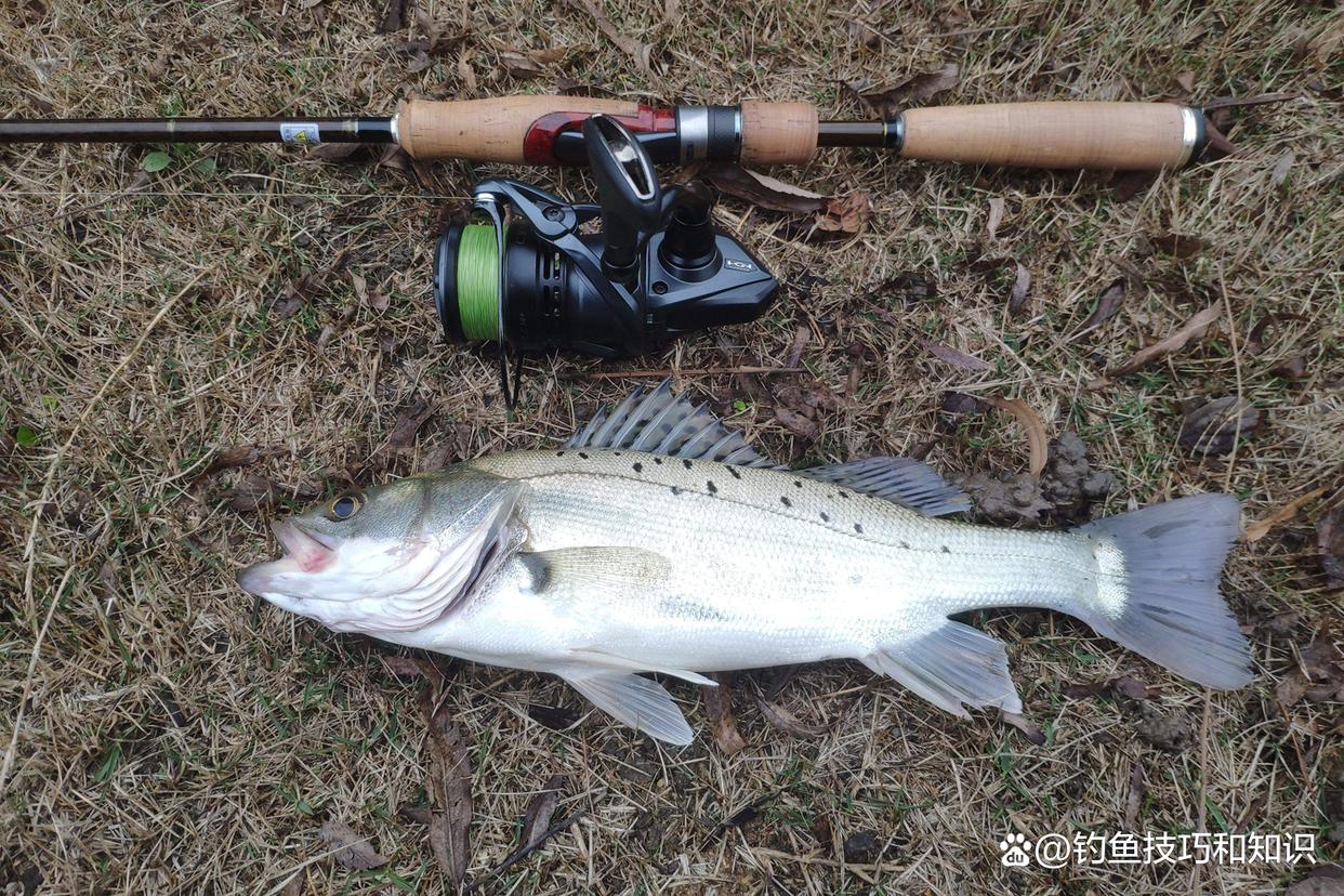 春季如何釣海鱸魚？哪種魚餌效果好？春季釣海鱸魚的4個要點